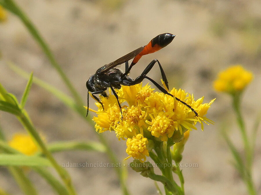 sand wasp on western goldentop (Ammophila sp., Euthamia occidentalis (Solidago occidentalis)) [Rooster Rock State Park, Multnomah County, Oregon]
