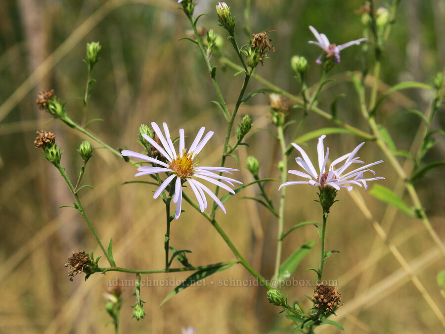 Douglas' aster (Symphyotrichum subspicatum (Aster subspicatus)) [Rooster Rock State Park, Multnomah County, Oregon]