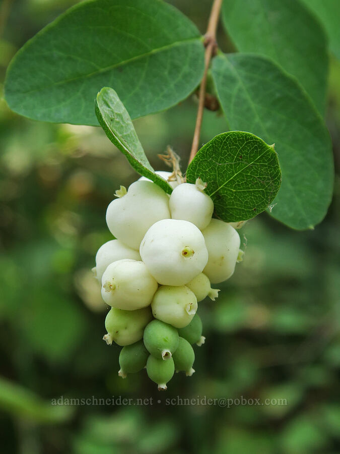 snowberries (Symphoricarpos albus) [Rooster Rock State Park, Multnomah County, Oregon]