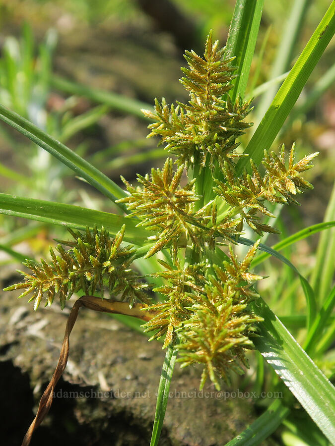 red-root flat-sedge (Cyperus erythrorhizos) [Rooster Rock State Park, Multnomah County, Oregon]