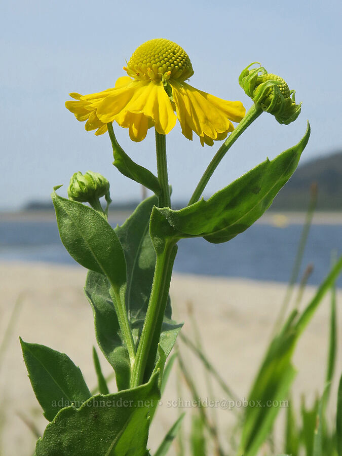 common sneezeweed (Helenium autumnale) [Rooster Rock State Park, Multnomah County, Oregon]