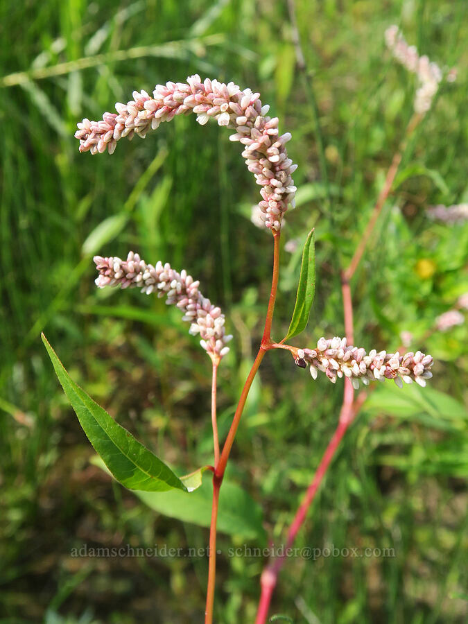 spotted lady's-thumb (red-shank) (Persicaria maculosa (Polygonum persicaria)) [Rooster Rock State Park, Multnomah County, Oregon]