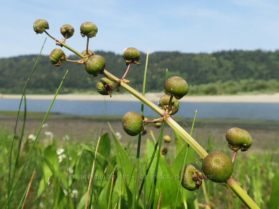 wapato fruit (Sagittaria latifolia) [Rooster Rock State Park, Multnomah County, Oregon]