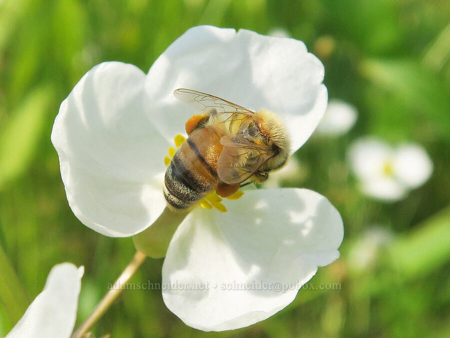 honey bee on wapato (Apis mellifera, Sagittaria latifolia) [Rooster Rock State Park, Multnomah County, Oregon]