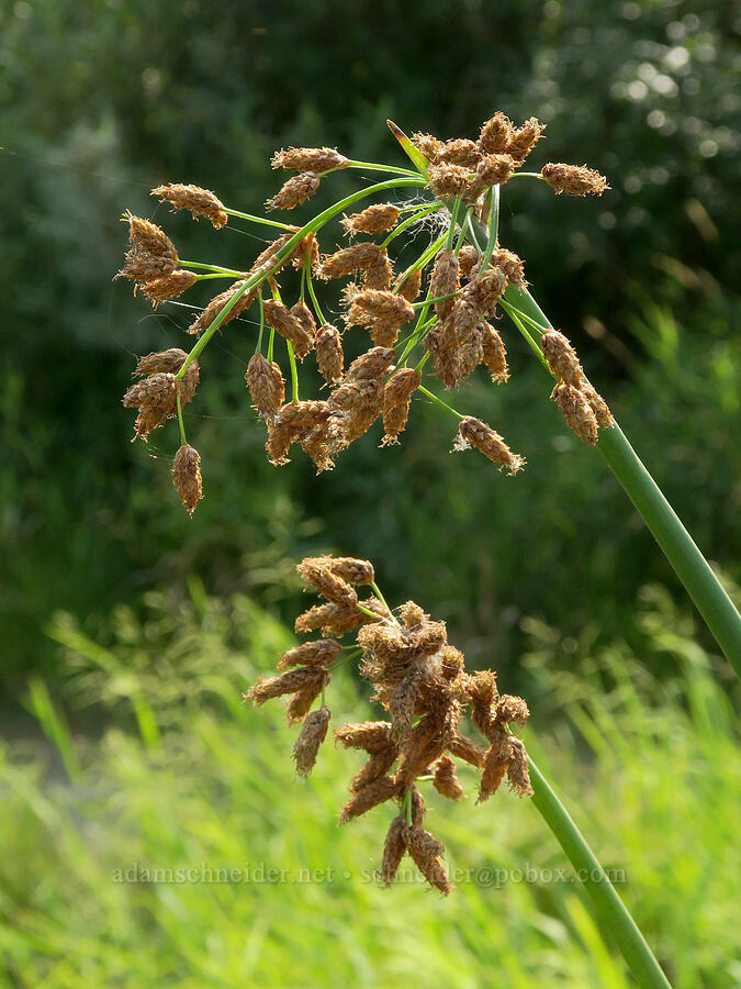 great bulrush flowers (Schoenoplectus tabernaemontani) [Rooster Rock State Park, Multnomah County, Oregon]