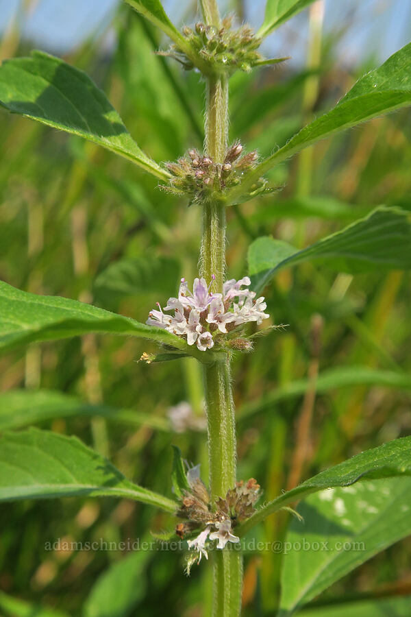 wild mint (Mentha arvensis (Mentha canadensis)) [Rooster Rock State Park, Multnomah County, Oregon]
