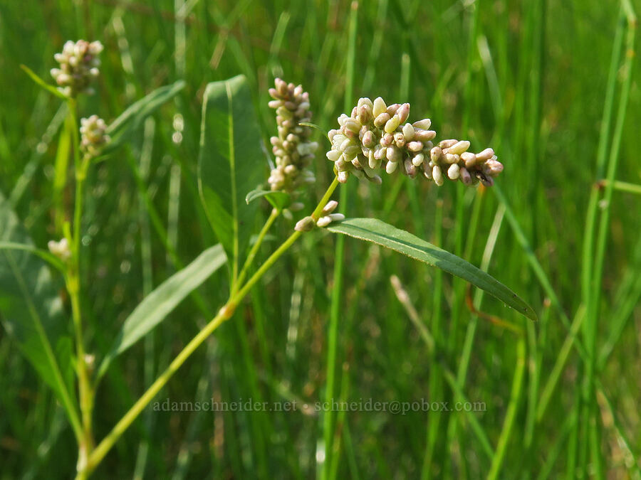 pale smartweed (willow-weed) (Persicaria lapathifolia (Polygonum lapathifolium)) [Rooster Rock State Park, Multnomah County, Oregon]