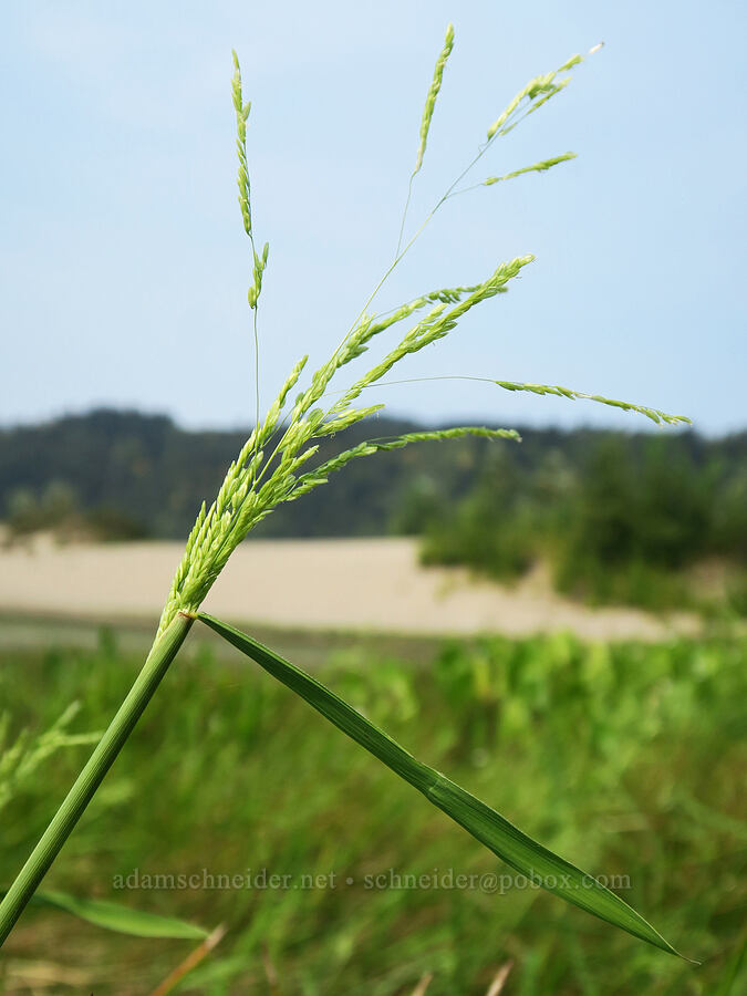 rice cut-grass (Leersia oryzoides) [Rooster Rock State Park, Multnomah County, Oregon]