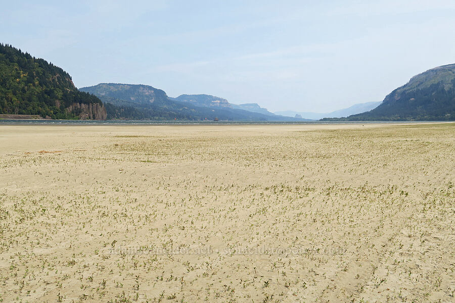 low water in the Columbia River Gorge [Rooster Rock State Park, Multnomah County, Oregon]