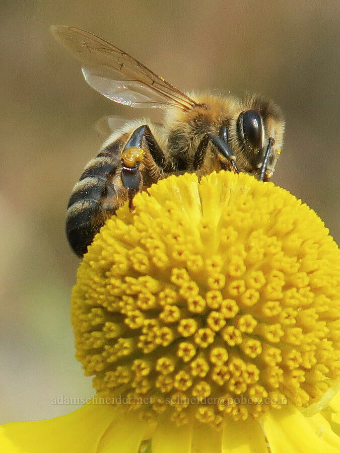 honey bee on sneezeweed (Apis mellifera, Helenium autumnale) [Rooster Rock State Park, Multnomah County, Oregon]