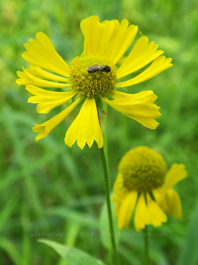 common sneezeweed (and a small bee) (Helenium autumnale) [Rooster Rock State Park, Multnomah County, Oregon]