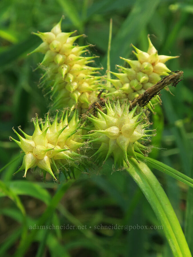 knot-sheath sedge (Carex retrorsa) [Rooster Rock State Park, Multnomah County, Oregon]