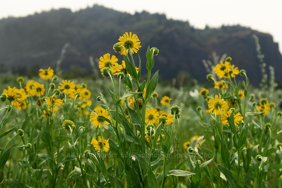 common sneezeweed (Helenium autumnale) [Rooster Rock State Park, Multnomah County, Oregon]
