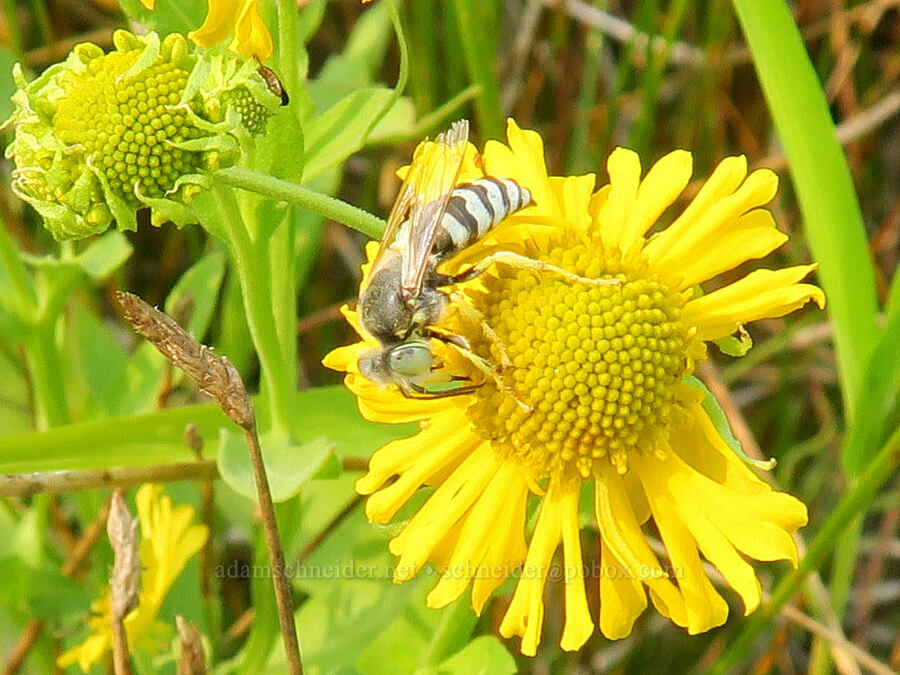American sand wasp on sneezeweed (Bembix americana, Helenium autumnale) [Rooster Rock State Park, Multnomah County, Oregon]