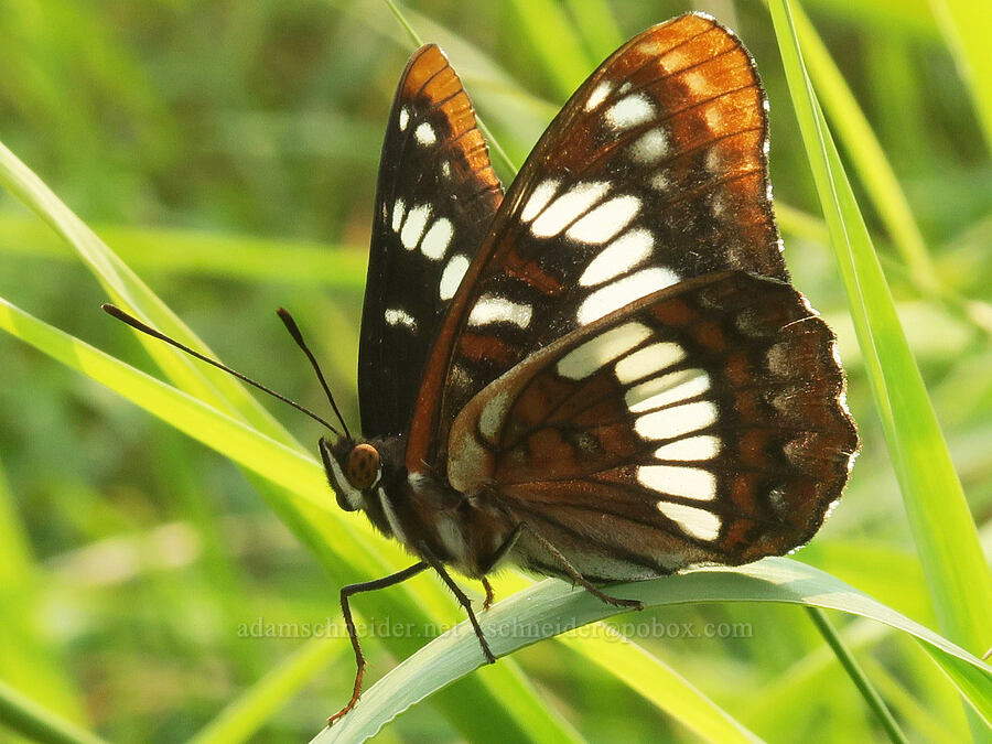 Lorquin's admiral butterfly (Limenitis lorquini) [Rooster Rock State Park, Multnomah County, Oregon]