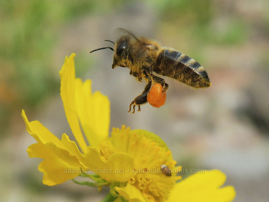 honey bee & sneezeweed (Apis mellifera, Helenium autumnale) [Dalton Point, Multnomah County, Oregon]