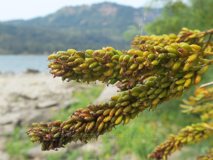 false indigo-bush fruit (Amorpha fruticosa) [Dalton Point, Multnomah County, Oregon]