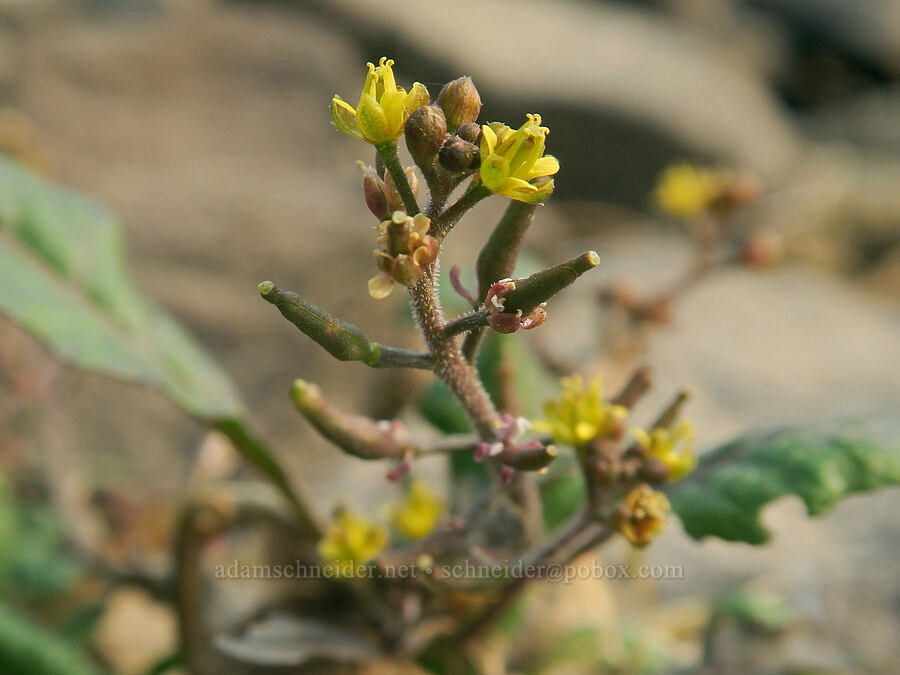 blunt-leaf yellow-cress (Rorippa curvipes) [Dalton Point, Multnomah County, Oregon]