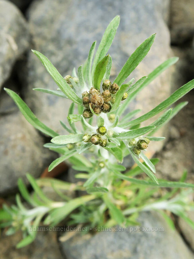 marsh cudweed (Gnaphalium uliginosum) [Dalton Point, Multnomah County, Oregon]