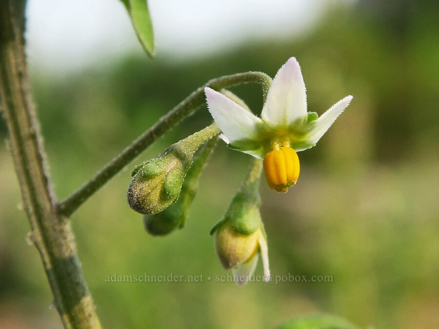 small-flowered nightshade (Solanum americanum) [Dalton Point, Multnomah County, Oregon]
