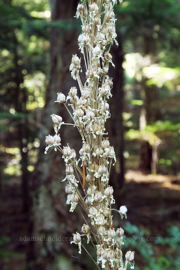 beargrass, gone to seed (Xerophyllum tenax) [Forest Road 88, Gifford Pinchot National Forest, Skamania County, Washington]