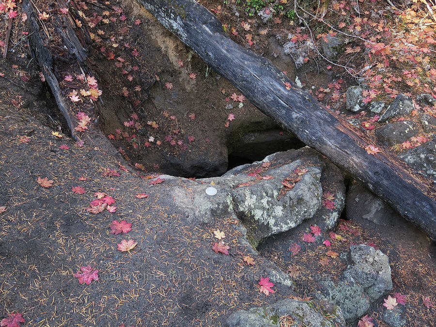 lava cave entrance [Forest Road 8800-717, Gifford Pinchot National Forest, Skamania County, Washington]