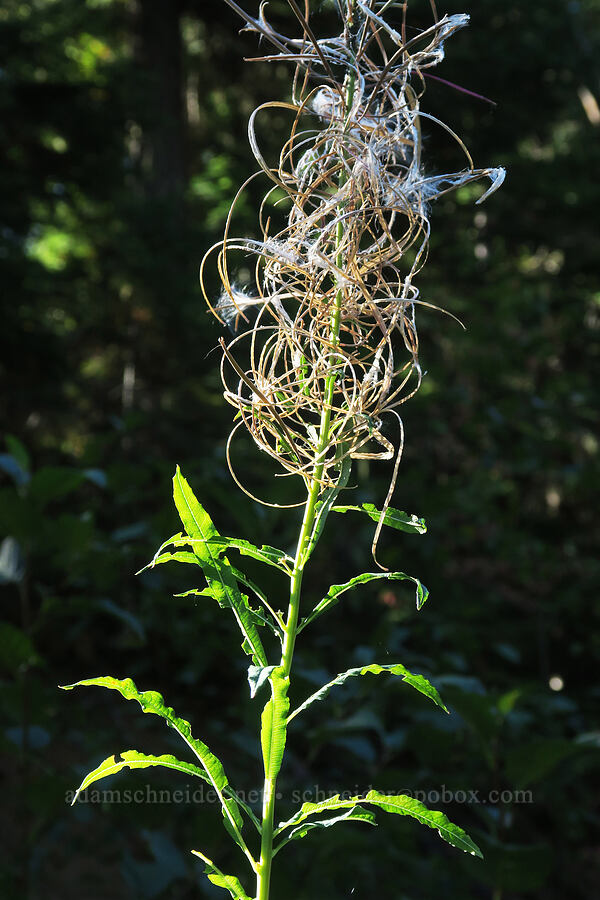 fireweed, gone to seed (Chamerion angustifolium (Chamaenerion angustifolium) (Epilobium angustifolium)) [Forest Road 88, Gifford Pinchot National Forest, Skamania County, Washington]