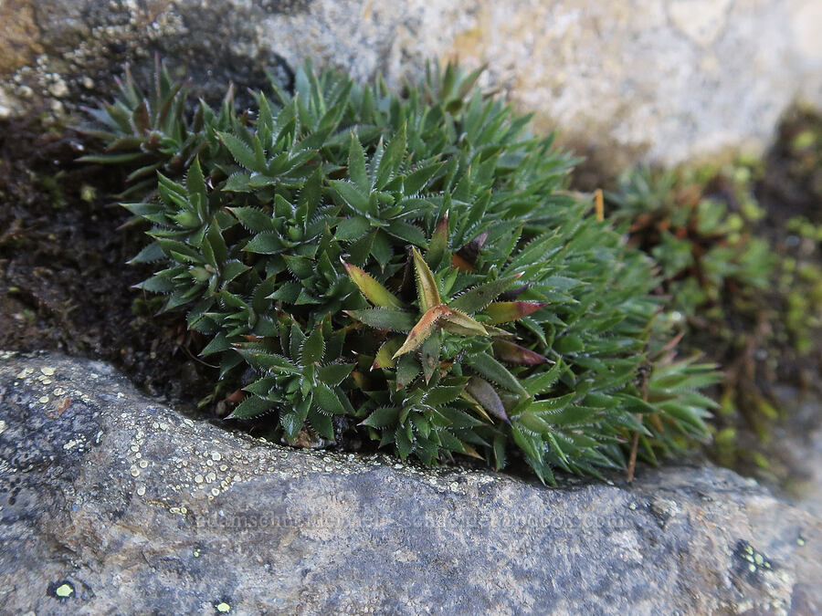 spotted saxifrage leaves (Saxifraga bronchialis ssp. austromontana (Saxifraga austromontana)) [Sleeping Beauty Trail, Gifford Pinchot National Forest, Skamania County, Washington]