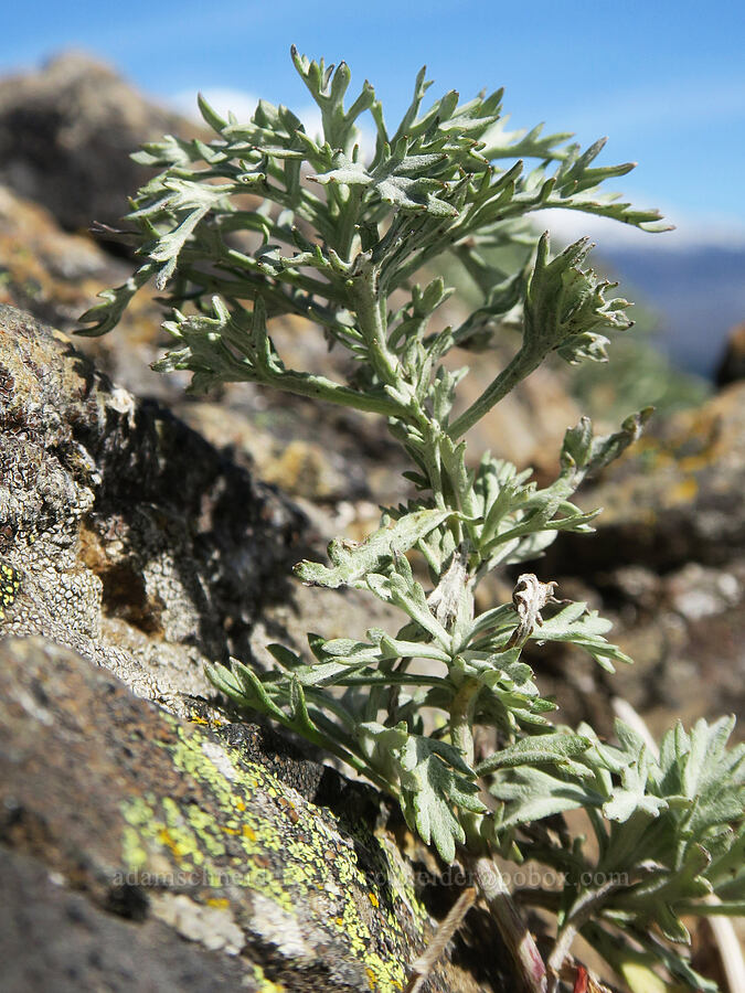 sagewort/wormwood leaves (Artemisia sp.) [Sleeping Beauty, Gifford Pinchot National Forest, Skamania County, Washington]