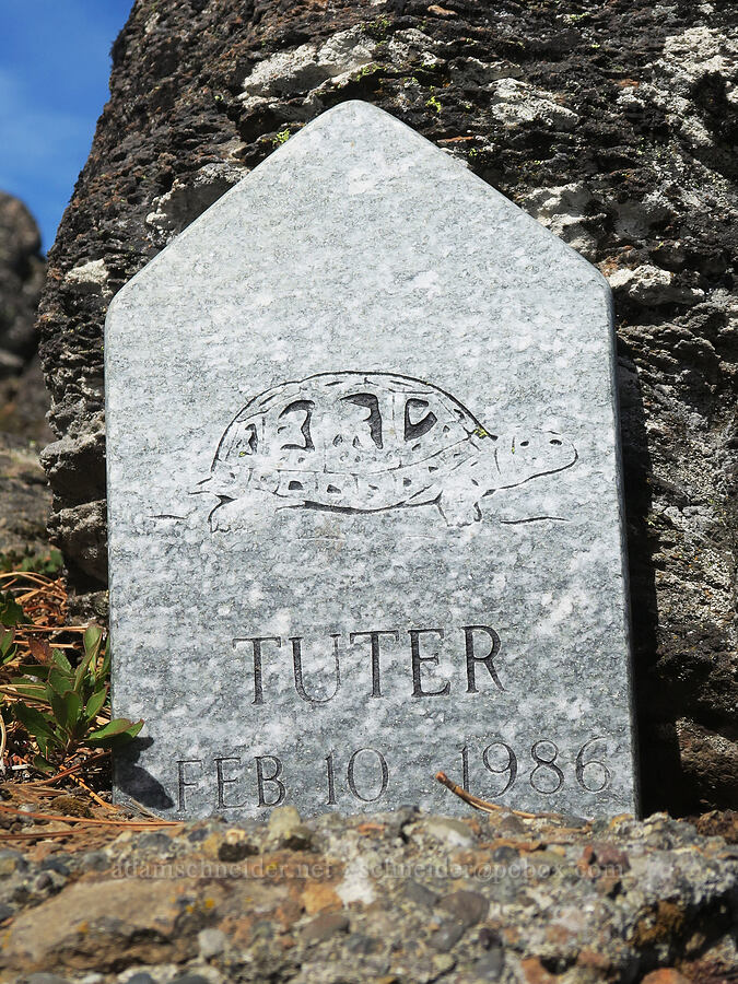 Tuter the Turtle's gravestone [Sleeping Beauty, Gifford Pinchot National Forest, Skamania County, Washington]