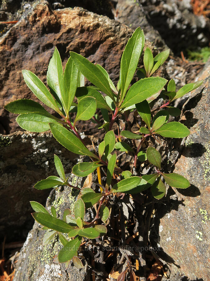 shrubby penstemon leaves (Penstemon fruticosus) [Sleeping Beauty, Gifford Pinchot National Forest, Skamania County, Washington]