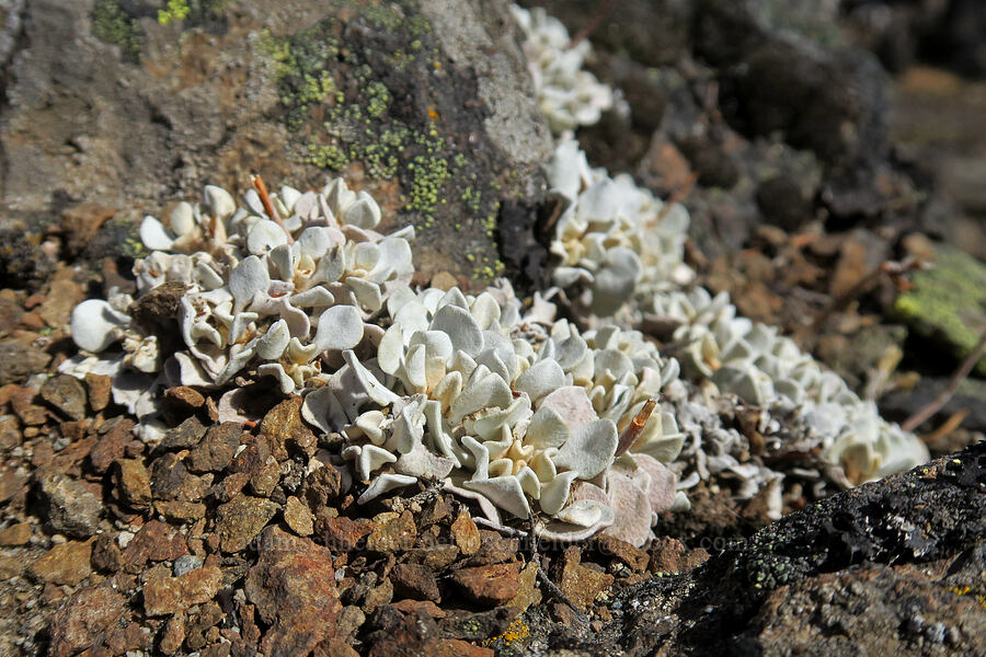 cushion buckwheat leaves (Eriogonum ovalifolium) [Sleeping Beauty, Gifford Pinchot National Forest, Skamania County, Washington]
