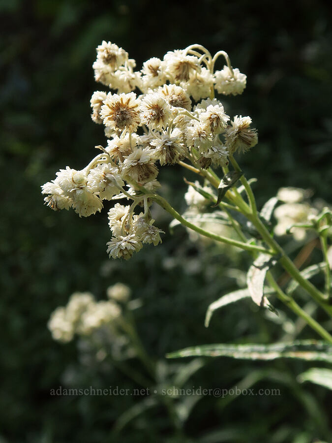 pearly everlasting, going to seed (Anaphalis margaritacea) [Sleeping Beauty Trail, Gifford Pinchot National Forest, Skamania County, Washington]