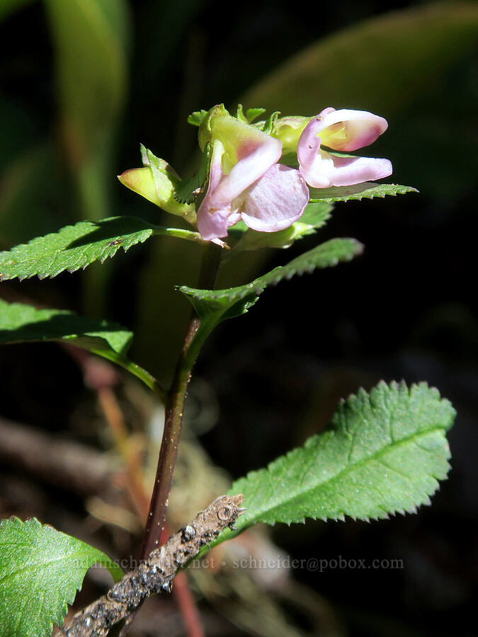 sickle-top lousewort (Pedicularis racemosa) [Steamboat Mountain Trail, Gifford Pinchot National Forest, Skamania County, Washington]
