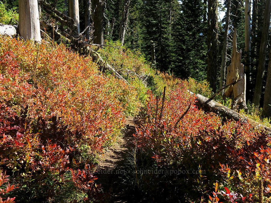 fall colors (Vaccinium membranaceum) [Steamboat Mountain Trail, Gifford Pinchot National Forest, Skamania County, Washington]