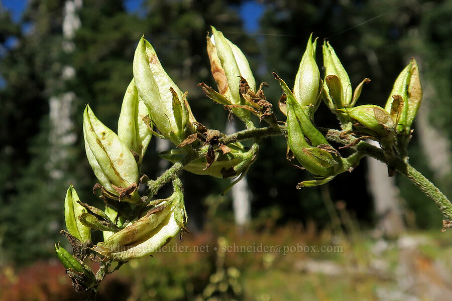 corn lily seed pods (Veratrum viride var. eschscholzianum (Veratrum eschscholtzianum)) [Steamboat Mountain Trail, Gifford Pinchot National Forest, Skamania County, Washington]