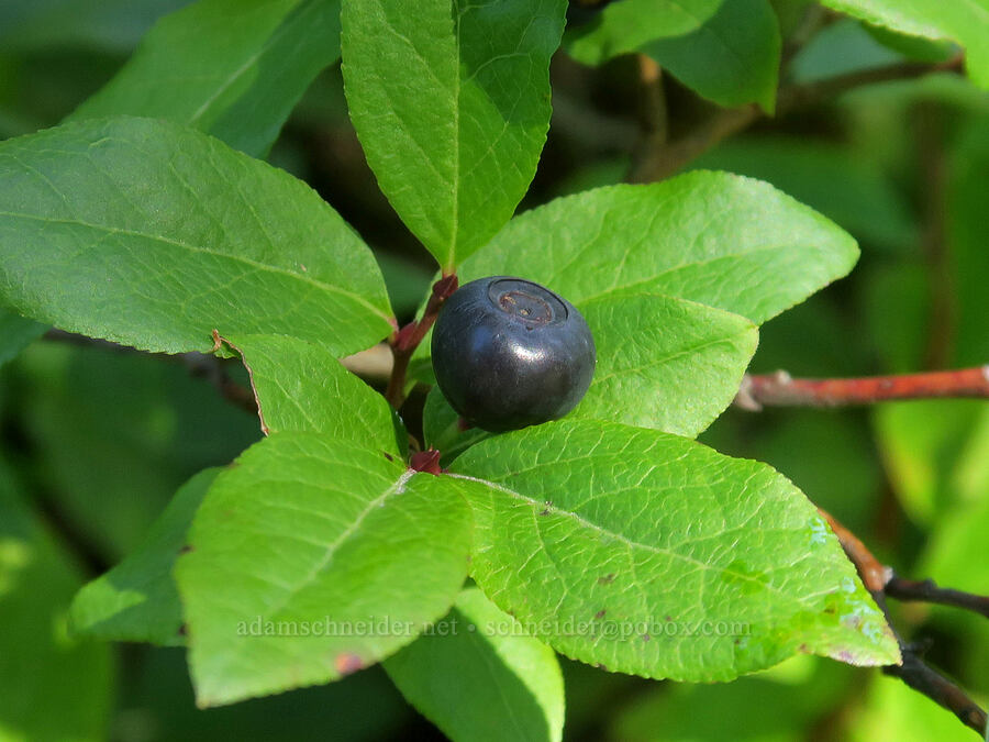black huckleberry (Vaccinium membranaceum) [Steamboat Mountain Trail, Gifford Pinchot National Forest, Skamania County, Washington]