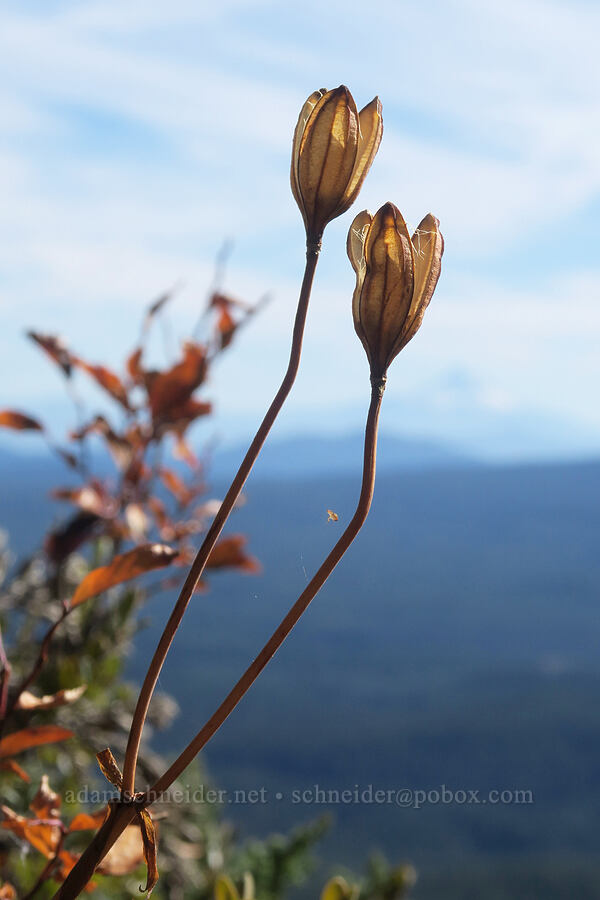 tiger lily seed pods (Lilium columbianum) [Steamboat Mountain, Gifford Pinchot National Forest, Skamania County, Washington]