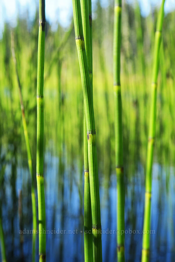 river horsetails (Equisetum fluviatile) [Mosquito Lakes, Gifford Pinchot National Forest, Skamania County, Washington]