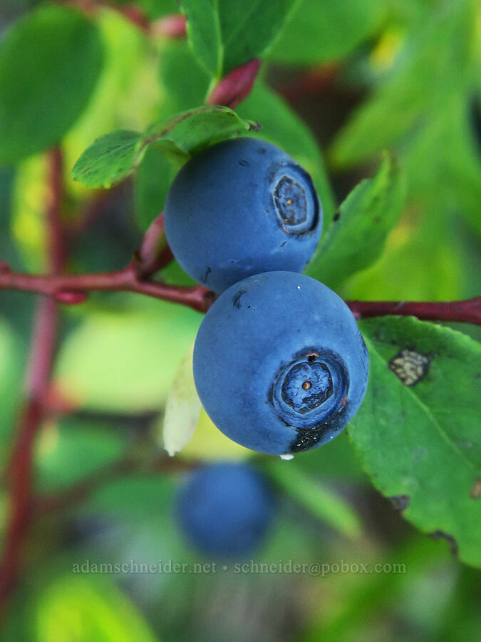 oval-leaf blueberry/huckleberries (Vaccinium ovalifolium) [Mosquito Lakes, Gifford Pinchot National Forest, Skamania County, Washington]