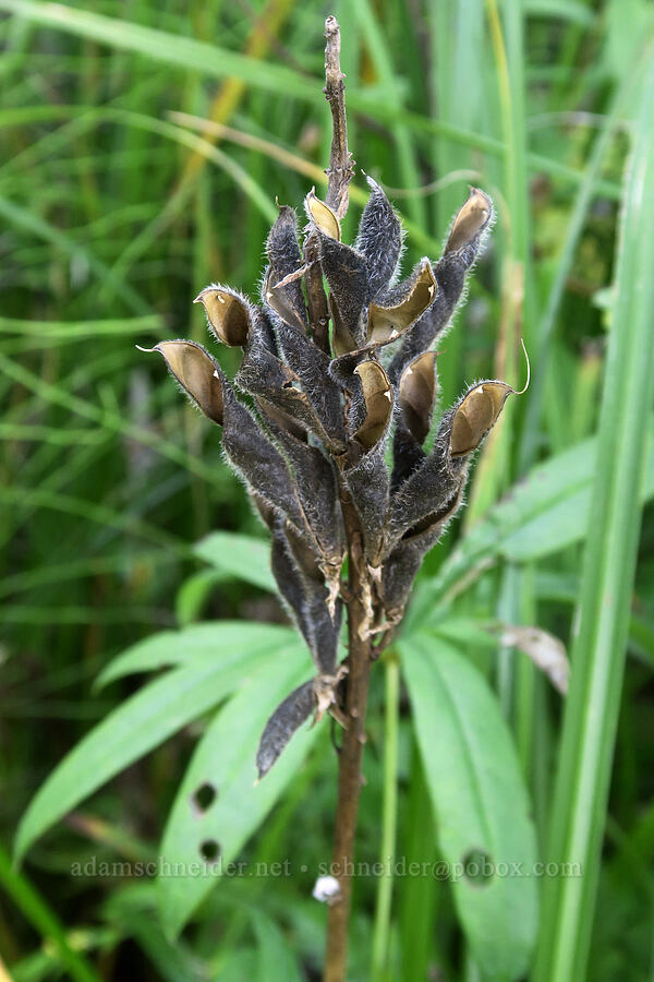 big-leaf lupine, gone to seed (Lupinus polyphyllus) [Mosquito Lakes, Gifford Pinchot National Forest, Skamania County, Washington]