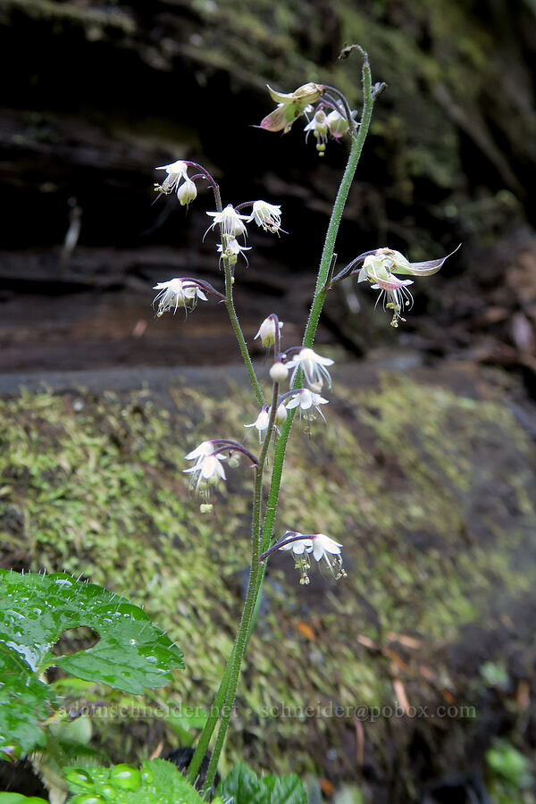 foamflower (Tiarella trifoliata) [Langfield Falls Trail, Gifford Pinchot National Forest, Skamania County, Washington]