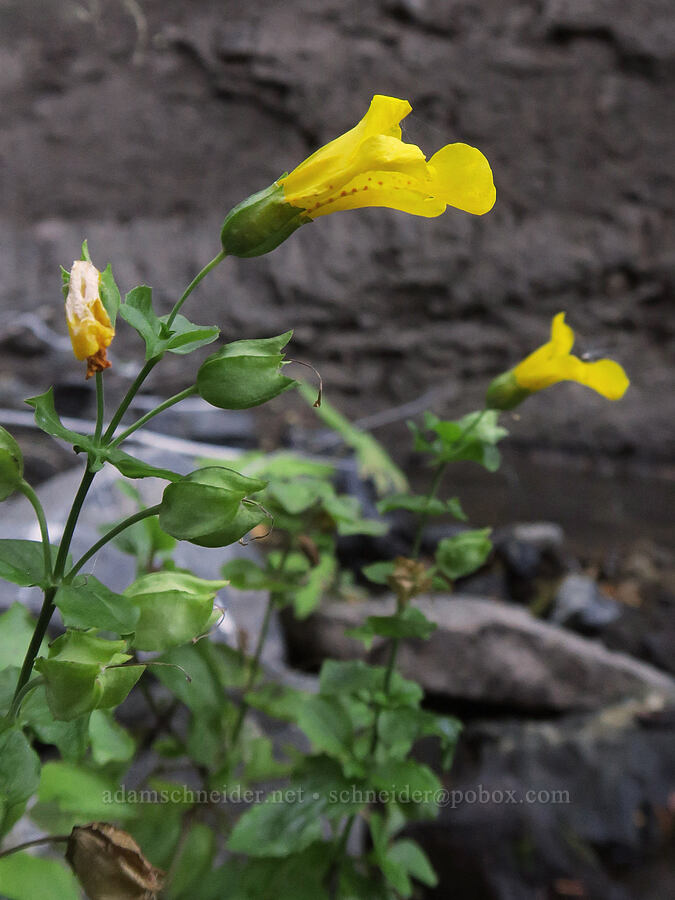 yellow monkeyflower (Erythranthe guttata (Mimulus guttatus)) [Little Goose Creek Canyon, Gifford Pinchot National Forest, Skamania County, Washington]
