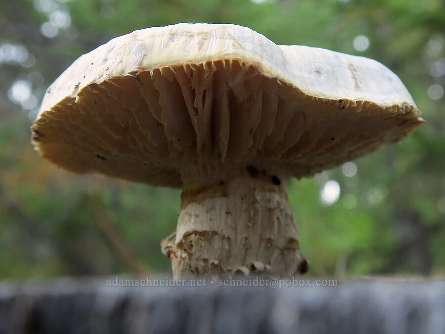white mushroom on a stump [Little Goose Creek Canyon, Gifford Pinchot National Forest, Skamania County, Washington]