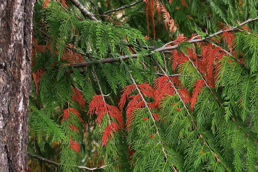 heat-killed red-cedar leaves (Thuja plicata) [Little Goose Creek Canyon, Gifford Pinchot National Forest, Skamania County, Washington]