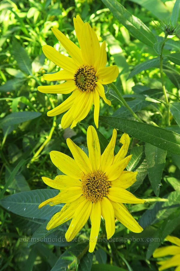 wild sunflower [Smith & Bybee Wetlands, Portland, Multnomah County, Oregon]