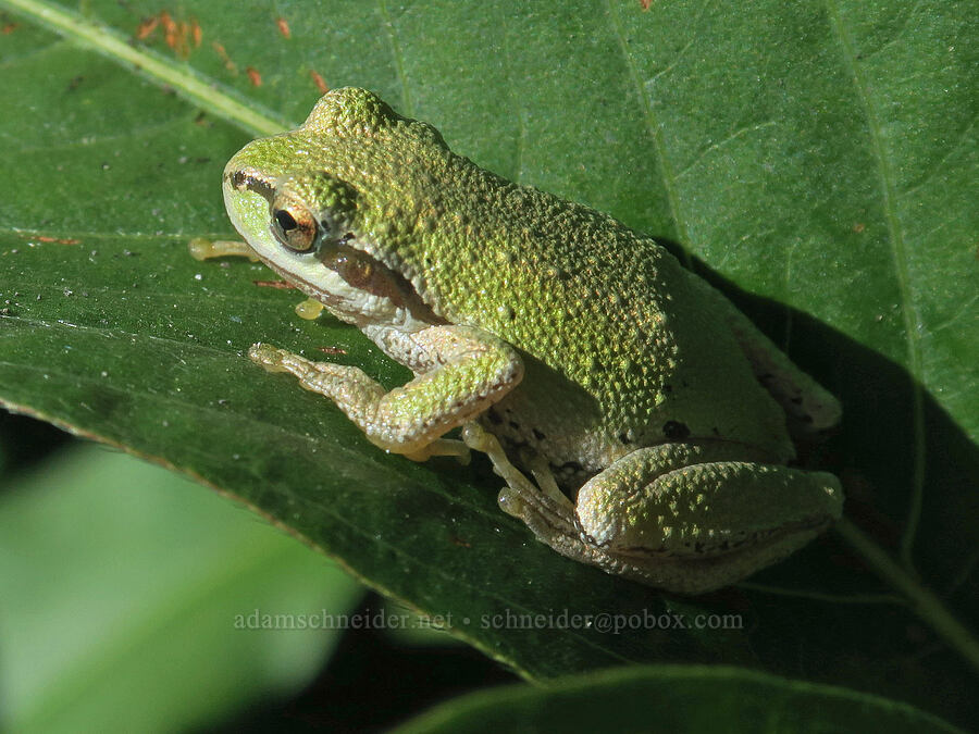 Pacific chorus frog (Pseudacris regilla) [Smith & Bybee Wetlands, Portland, Multnomah County, Oregon]