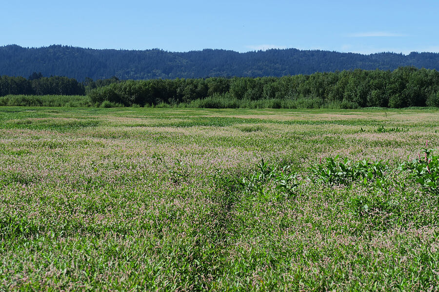 Bybee Lake, covered in knotweed (Persicaria sp.) [Smith & Bybee Wetlands, Portland, Multnomah County, Oregon]