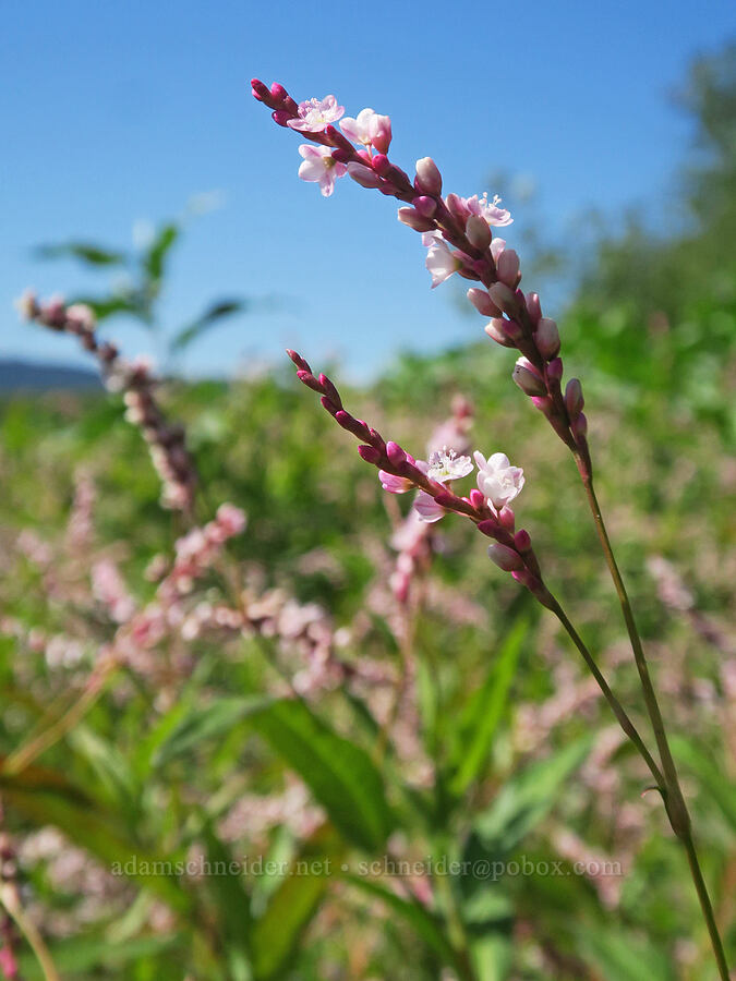 pale smartweed (willow-weed) (Persicaria lapathifolia (Polygonum lapathifolium)) [Smith & Bybee Wetlands, Portland, Multnomah County, Oregon]
