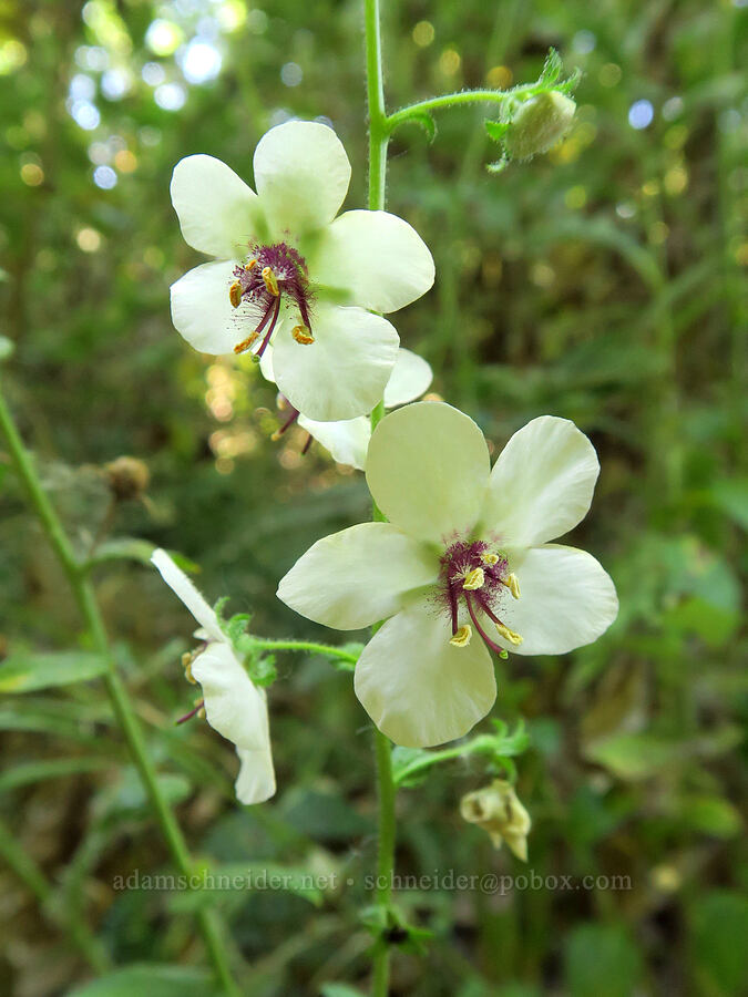 white moth mullein (Verbascum blattaria) [Smith & Bybee Wetlands, Portland, Multnomah County, Oregon]